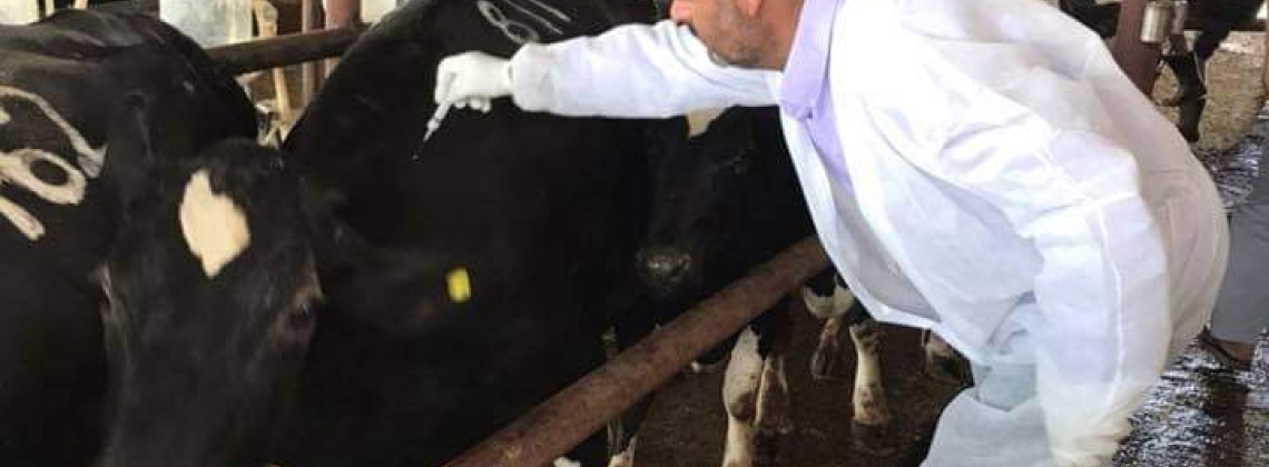 وزارة الزراعة تنفذ 186،550 جرعة لقاح لحماية الثروة الحيوانية في تموز الحالي.