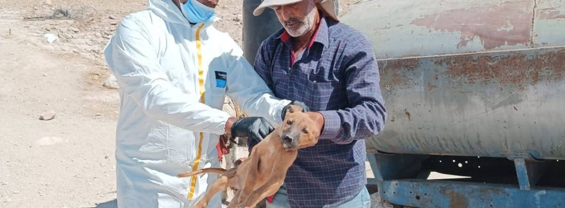 وزارة الزراعة تُنهي الحملة الوطنية الشاملة لتحصين الحيوانات الداجنة في مختلف المحافظات.