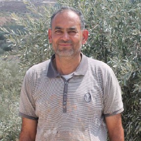 التركيز على الممارسات الزراعية المثلى في زراعة أشجار الزيتون من تقليم وتسميد ورش